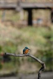 dsc_4716.jpg