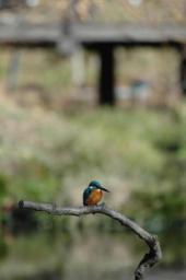 dsc_4717.jpg