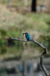 dsc_4718.jpg