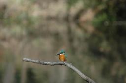 dsc_4755.jpg