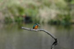 dsc_4774.jpg