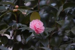 dsc_5606.jpg