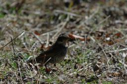 dsc_5626.jpg