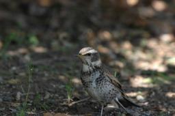 dsc_5649.jpg