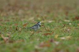 dsc_0637.jpg