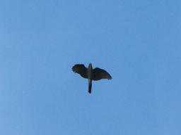 dsc_0645.jpg