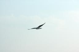 dsc_0646.jpg