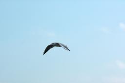 dsc_0647.jpg