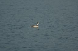dsc_0654.jpg