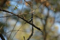dsc_0684.jpg