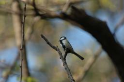 dsc_0685.jpg