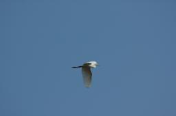 dsc_0694.jpg