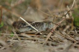 dsc_0699.jpg