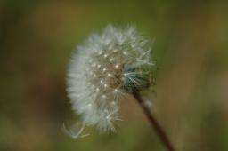 dsc_0702.jpg