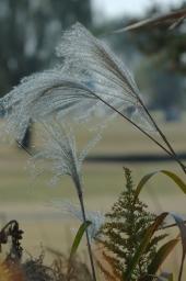 dsc_0716.jpg