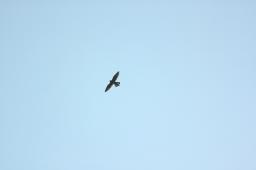 dsc_0728.jpg