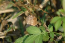 dsc_0752.jpg