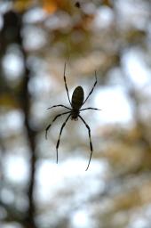 dsc_0776.jpg