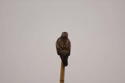 dsc_1041.jpg