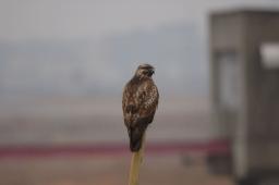 dsc_1042.jpg