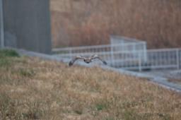 dsc_1046.jpg