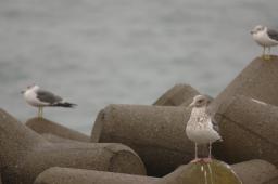 dsc_1064.jpg