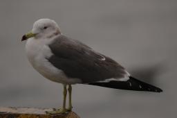 dsc_1071.jpg