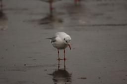 dsc_1088.jpg