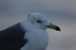 dsc_1132.jpg