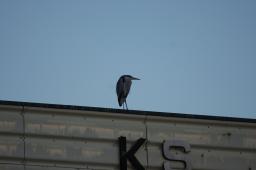 dsc_1143.jpg