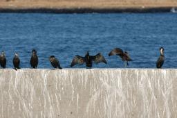 dsc_1155.jpg
