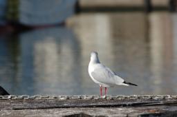 dsc_1162.jpg