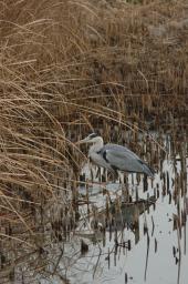dsc_1194.jpg