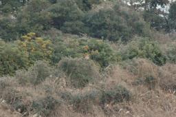 dsc_1226.jpg