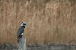 dsc_1230.jpg