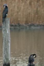 dsc_1234.jpg