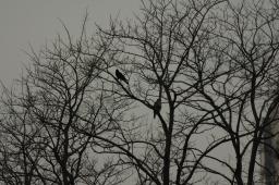 dsc_1259.jpg