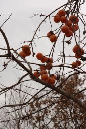 dsc_1276.jpg