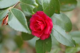 dsc_1278.jpg