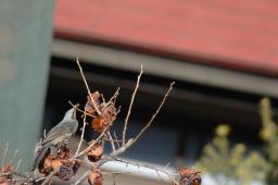 dsc_1475.jpg