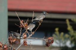 dsc_1522.jpg