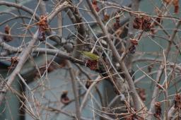 dsc_1589.jpg