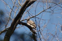 dsc_2393.jpg