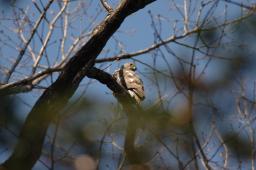 dsc_2443.jpg