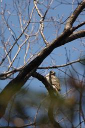 dsc_2451.jpg