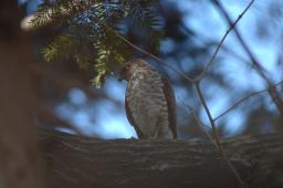 dsc_2458.jpg