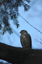 dsc_2471.jpg