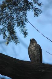 dsc_2472.jpg