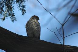 dsc_2476.jpg