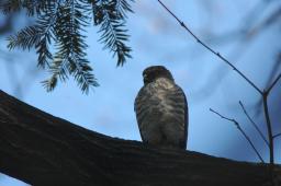 dsc_2479.jpg